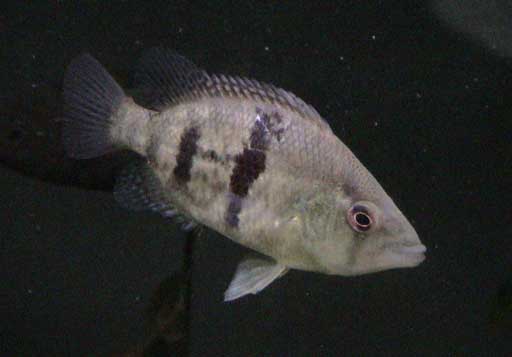 (Caquetaia) Род КАГУЕТЫ, КАКУЭТЫ 4 вида